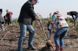 KTU bendruomenė Neringoje pasodino 2 tūkst. kalninių pušų sodinukų